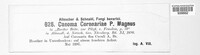 Caeoma coronariae image